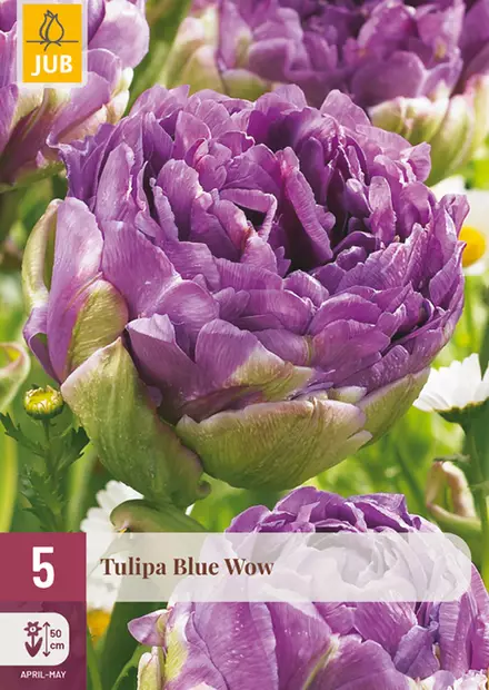 Tulppaani Blue Wow 5 kpl/pkt - Tulppaanit - 8712438975172 - 1
