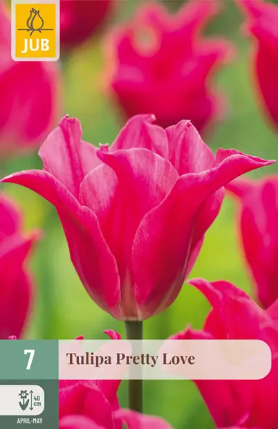 Tulppaani Pretty Love 7 kpl / pkt - Tulppaanit - 8712438997952 - 1