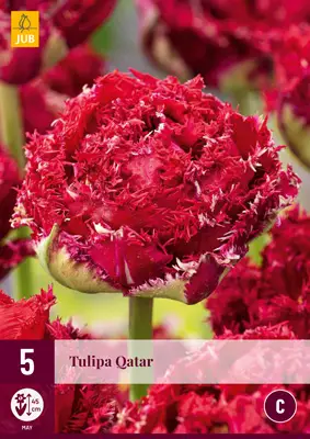 Tulppaani Qatar 5 kpl/pkt - Tulppaanit - 8712438975202 - 2