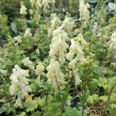 Valkoukonhattu Ivorine - Perennat - 70142 - 1