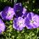 Karpaattienkello Blue Clips - Perennat - 71102 - 1