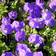 Karpaattienkello Blue Clips - Perennat - 71102 - 2