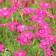 Ketoneilikka Brilliant - Perennat - 71582 - 1