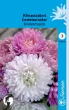 Kiinanasteri Bridesmaids - Kukkien ja koristeheinien siemenet - 6415151726152 - 1