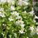 Kivikkokilkka Alba - Perennat - 71502 - 1