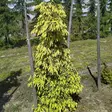 Kultasurukuusi Haapasten Kulta - Bonsait ja erikoishavut - 61242 - 1