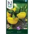 Kurpitsa, Sunseanse F1 - Vihannesten ja yrttien siemenet - 7312600910522 - 1