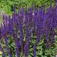 Loistosalvia Blue Queen - Perennat - 7492 - 1