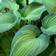 Tarhakuunlilja June - Perennat - 7272 - 1