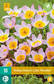 Tulppaani Bakeri Lilac Wonder 10 kpl/pkt - Tulppaanit - 8712438510052 - 2