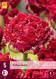 Tulppaani Qatar 5 kpl/pkt - Tulppaanit - 8712438975202 - 2