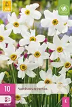 Narsissi Recurvus -  - 8712438541902 - 1