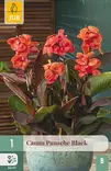 Kanna Panache Black 1 kpl/pkt - Muut kukkasipulit - 8720873000922 - 1