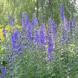 Aitoukonhattu - Perennat - 70132 - 1