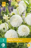 Daalia White Aster 1 kpl/pkt - Daaliat - 8712438613852 - 0