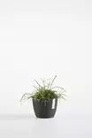 Ecopots Ruukku Stockholm 16 cm - Ecopots ruukut ja lautaset - 5413724307112 - 3