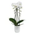 Elho Orkidearuuk. Vibes Orchid High 12,5 - Suojaruukut ja -korit - 8711904527662 - 2