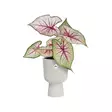 Elho Suojaruukku Vibes Fold ø14 cm - Suojaruukut ja -korit - 8711904480882 - 2