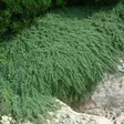 Harmaa-ajuruoho - Perennat - 75532 - 1