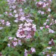 Harmaa-ajuruoho - Perennat - 75532 - 2