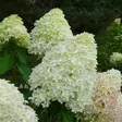 Japaninhortensia Skyfall rungolla - Koristepuut - 43202 - 1