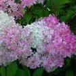 Japaninhortensia Vanilla Fraise maxi - Koristepensaat - 45722 - 1