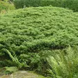 Kääpiökataja Green Carpet 30-40 - Havupuut - 60542 - 1