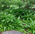 Karhunlaukka - Kesä- ja kausikukat - 129052 - 1