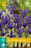 Kevätkurjenmiekka Harmony 15 kpl/pkt - Muut kukkasipulit - 8712438520082 - 2