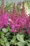 Kiinanjaloangervo Visions - Perennat - 76302 - 1