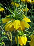 Kirjopikarililja Lutea 1 kpl/pkt - Pikarililjat - 8712438519352 - 1
