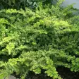 Lamomarjakuusi Repandens 40-50 - Havupuut - 6212 - 1