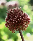 Laukka Red Mohican 2kpl/pkt - Laukat - 8712438517532 - 2