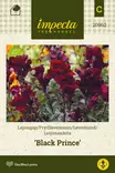 Leijonankita Black Prince - Kukkien ja koristeheinien siemenet - 7332756209622 - 0