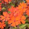 Leimurakkaus Vesuvius - Perennat - 7342 - 1