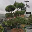 Metsämänty bonsai - Bonsait ja erikoishavut - 84892 - 1