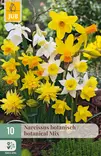 Narsissi Botanical mix 10 kpl/pkt - Narsissit - 8712438514012 - 1