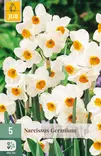 Narsissi Geranium 5 kpl/pkt - Narsissit - 8712438513152 - 1