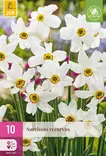 Narsissi Recurvus - Narsissit - 8712438541902 - 1