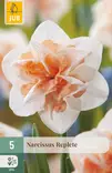 Narsissi Replete 5 kpl/pkt - Narsissit - 8712438982552 - 1