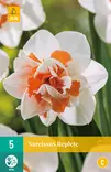 Narsissi Replete 5 kpl/pkt - Narsissit - 8712438982552 - 2