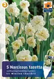 Narsissi Sir Winston Churchill 5 kpl/pkt - Narsissit - 8711148314592 - 1