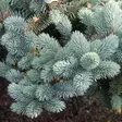 Pallohopeakuusi Glauca Globosa 25-30 - Havupuut - 6162 - 2