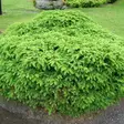 Pesäkuusi Nidiformis C3 25-30 - Havupuut - 61262 - 1