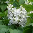 Pihasyreeni Alba - Koristepensaat - 4712 - 1