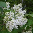 Pihasyreeni Alba - Koristepensaat - 4712 - 2