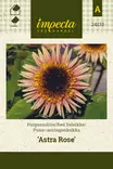 Puna-auringonkukka Astra Rose - Kukkien ja koristeheinien siemenet - 7332756241332 - 0