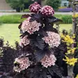 Purppuraheisiangervo Panther - Koristepensaat - 46072 - 1