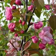 Purppuraomenapuu Aamurusko - Koristepuut - 4342 - 1