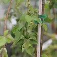 Riippamarjaomenapuu Pendula - Koristepuut - 43302 - 1